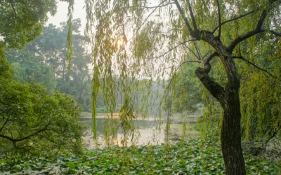 Energy Willow Trees May Replace The Use Of Coal For Energy