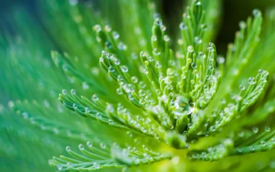 Things To Consider In Forming An “Eco-Garden”